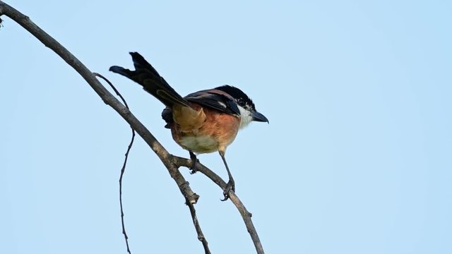 Rufous-backed Shrike, Lanius schach; balancing on a diagonal branch with a fantastic sky background, it looks to the right and around for any potential prey.