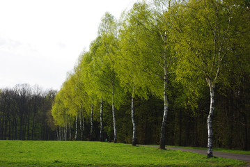 Birkenreihe im Wald