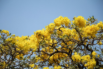 Blossoms of Yellow elder flower in a garden.Common names include Yellow Trumpetbush,Yellow bells,ginger-thomas(Tecoma stans).Selective focus beautiful yellow flower.