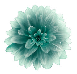 turquoise Dahlia flower on a white  background.  Isolated  with clipping path. Closeup. with no...