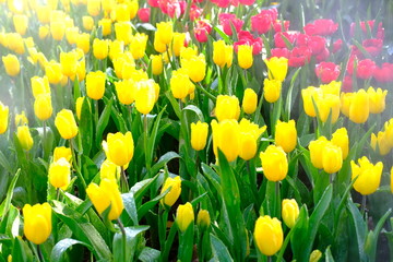 field of yellow tulips