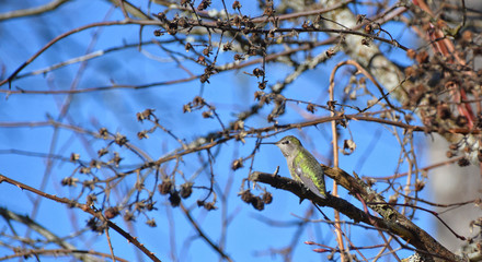 Female Anna's Hummingbird perched on a branch against a background of twigs and blue sky
