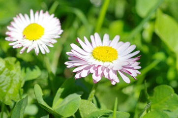 Perennial daisies (lat. Bellis perennis) in the garden close-up © koromelena