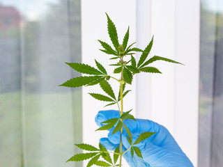 Doctor's hands in blue medical gloves hold branch branch cannabis with green leaves, marijuana for legalization medical oil hemp