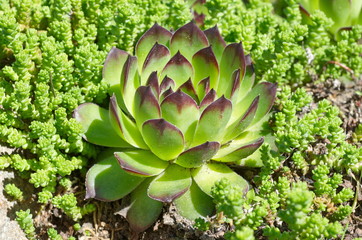 Sempervivum and Sedum acre close up