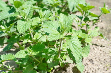 plant in the garden