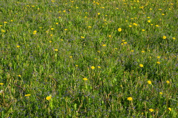 Yellow dandelions (lat. Taraxacum) and Veronica chamaedrys in bloom in a meadow