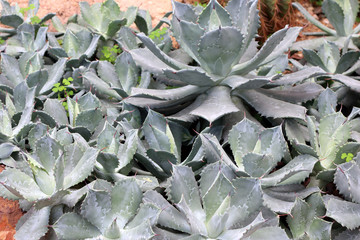 Fototapeta premium Group cactus pattern in the garden background
