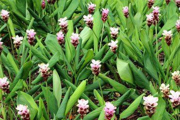 Fototapeta premium Siam tulip in the green garden background