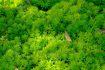 background of green leaves