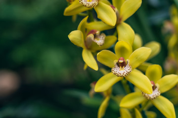 Beautiful delicate yellow orchid flower blooms