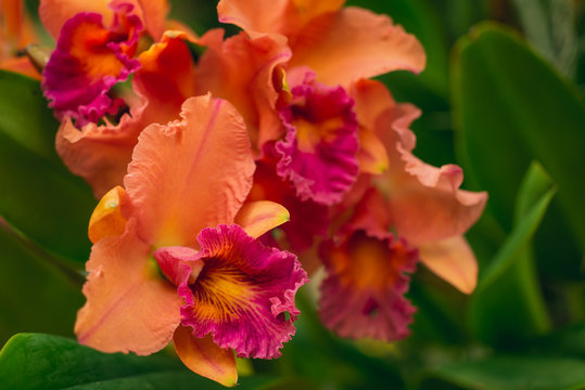 Beautiful blooming orange cattleya orchid flower