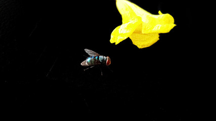 Insect fly macro on yellow flower.