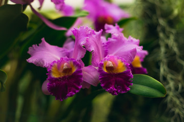 Beautiful blooming pink cattleya orchid flower