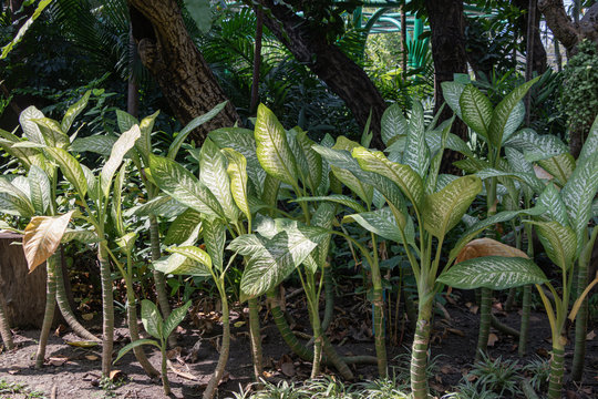รูปภาพAmoena เลือกดูภาพถ่ายสต็อก เวกเตอร์ และวิดีโอ309 Adobe Stock