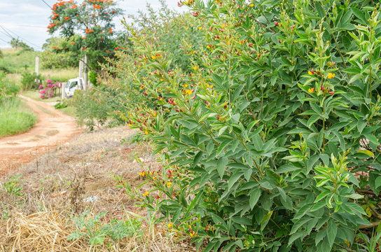 Roadside Pigeon Peas Tree 