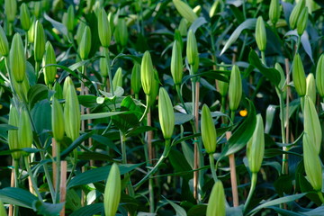 green plant in the garden