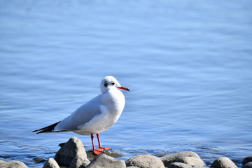 Fototapeta premium ゆりかもめ