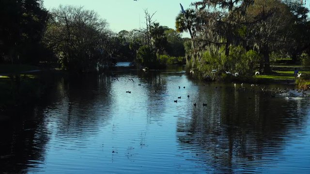 Seagulls invade the lagoon at City Park