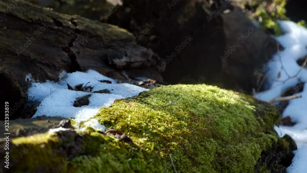 Poster a close up shot of moss and snow within a woodsy forest scene. shallow depth of field, room for text
