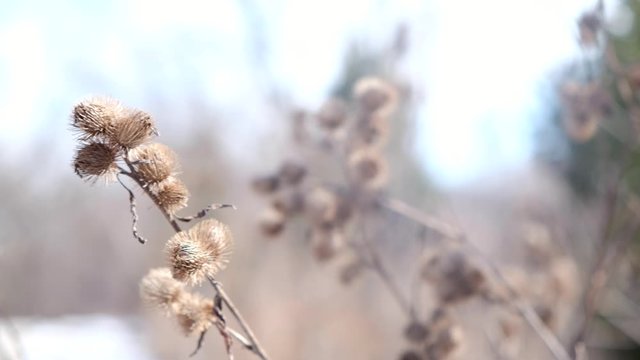 Wild cocklebur blowing in the wind during spring thawing