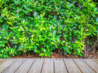 Brown pattern wooden deck on greenery leaves of ficus plant background