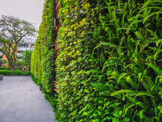 Greenery vertical garden wall of green leaves and outdoor plant with a good maintenance landscape...