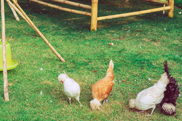 Many chickens rest happily on the chicken farm in the afternoon. Outdoors close up selective focus image.
