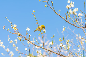 梅とメジロ