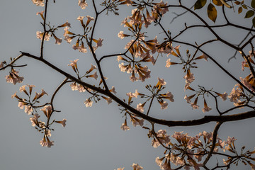 Selective focus beautiful Tabebuia Rosea flower blooming in a garden.Also called Pink Poui,Pink Tecoma and Rosy Trumpet tree.