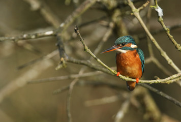 A beautiful hunting Kingfisher, Alcedo atthis, perching on a twig that is growing over a river. It has been diving into the water catching fish to eat.