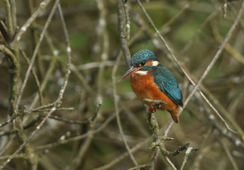 A beautiful hunting Kingfisher, Alcedo atthis, perching on a twig that is growing over a river. It has been diving into the water catching fish to eat.