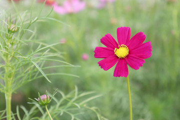 Obraz premium Bright flowers in the garden in the evening.