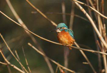 A beautiful hunting Kingfisher, Alcedo atthis, perching on a twig that is growing over a river. It has been diving into the water catching fish to eat.