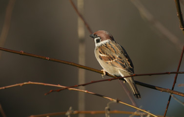 A rare Tree Sparrow, Passer montanus, perching on a branch of a tree.