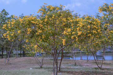 Blossoms of Yellow elder flower in a garden.Common names include Yellow Trumpetbush,Yellow bells,ginger-thomas(Tecoma stans).Selective focus beautiful yellow flower.