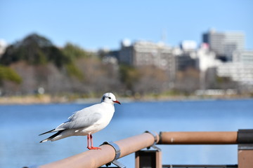 千波湖のゆりかもめ