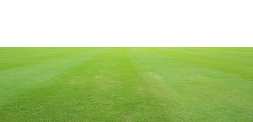 grass field isolated on white background.