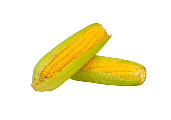 The two fresh yellow corn and green shell leaf peeling, isolated image on white background, die cut with clipping path