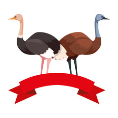 emu and ostrich on white background