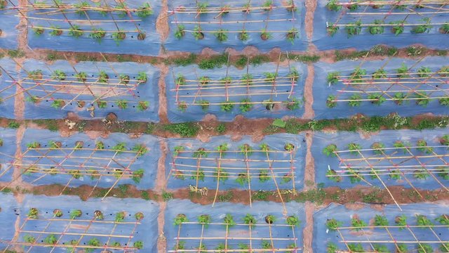 Footage B roll Aerial view of Yardlong bean garden (Vigna unguiculata ssp. sesquipedalis). The crisp, tender pods are eaten both fresh and cooked. Agriculture concept.