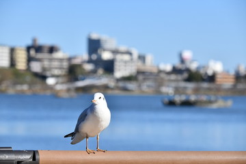 Obraz premium 千波湖のゆりかもめ