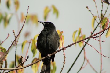 blackbird on branch