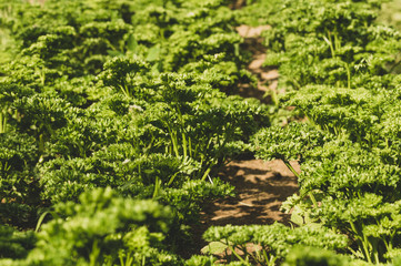 parsley in the garden on a Sunny day