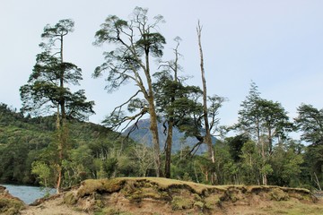 tree in the mountains