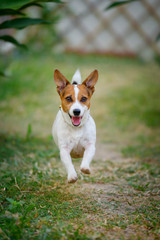 Jack Russell Terrier dog running and jumping in the backyard.