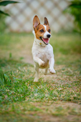 Jack Russell Terrier dog running and jumping in the backyard.