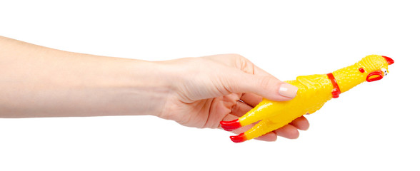 Yellow rubber chicken toy, fun game. Isolated on white.