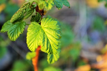 green leaves of a tree