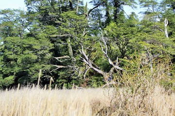 trees on the beach